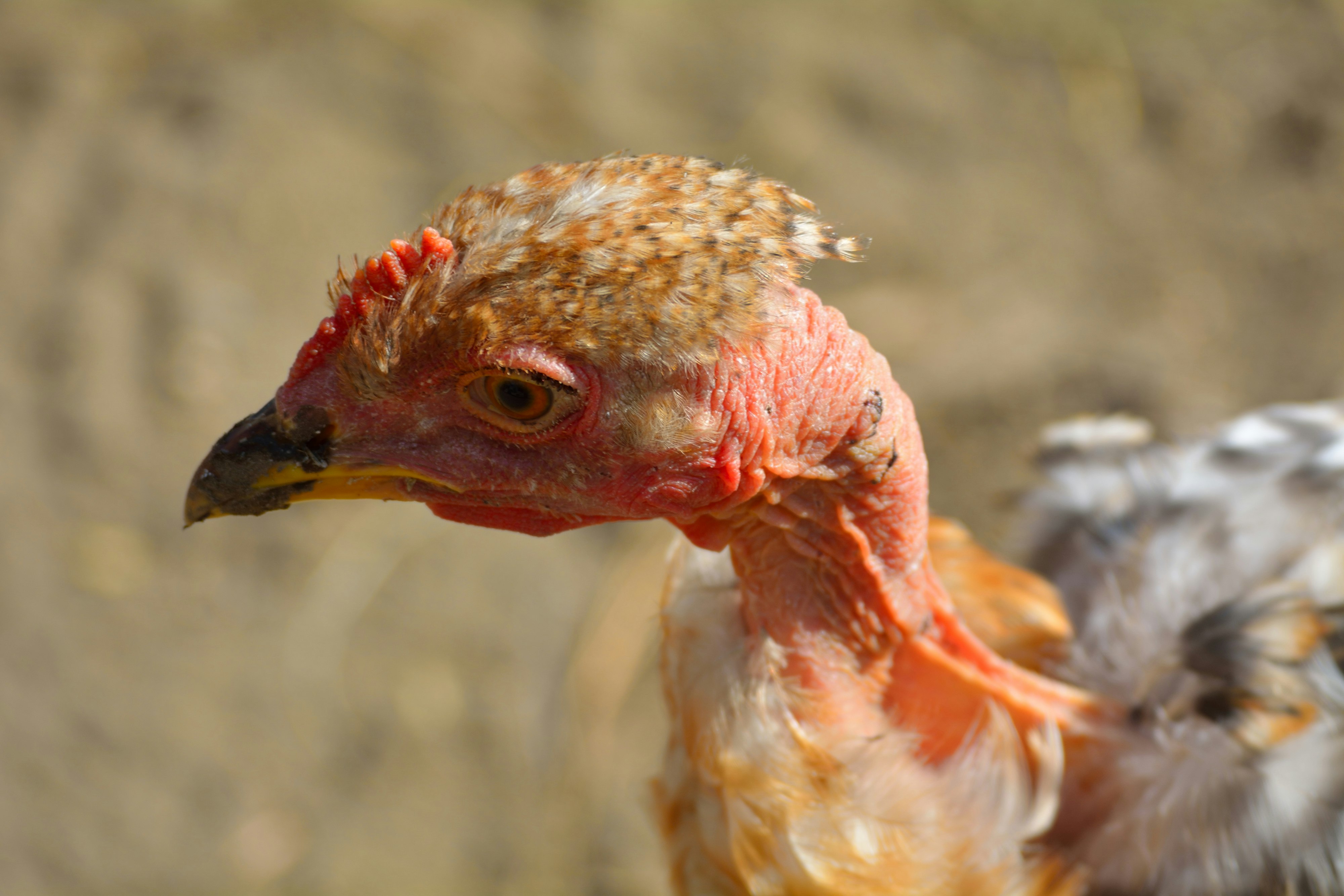 closeup photo of brown and gray naked-neck chicken