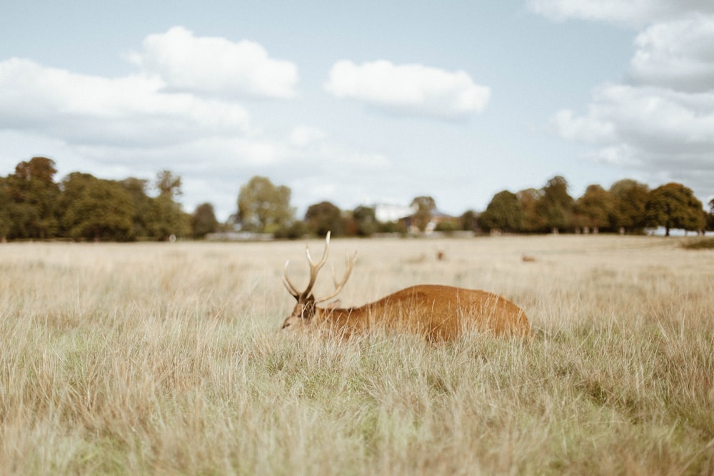 brown animal on grass field