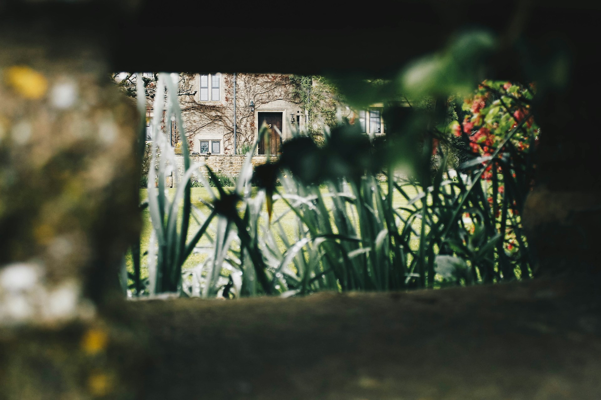 A wide-angle view of the house next door surrounded by overgrown greenery, hinting at stories waiting inside.