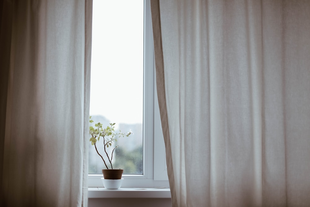 Plante en pot sur fenêtre avec rideau