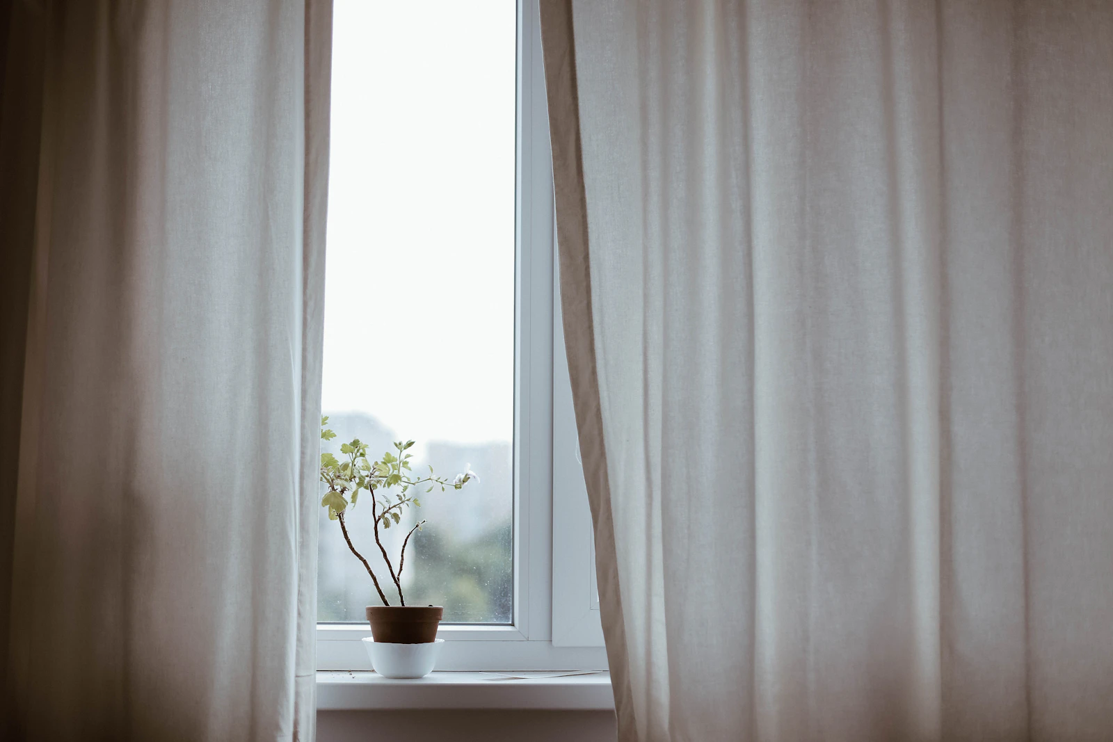potted plant on a bright windowsill with soft curtain
