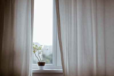 potted plant on window with curtain window zoom background