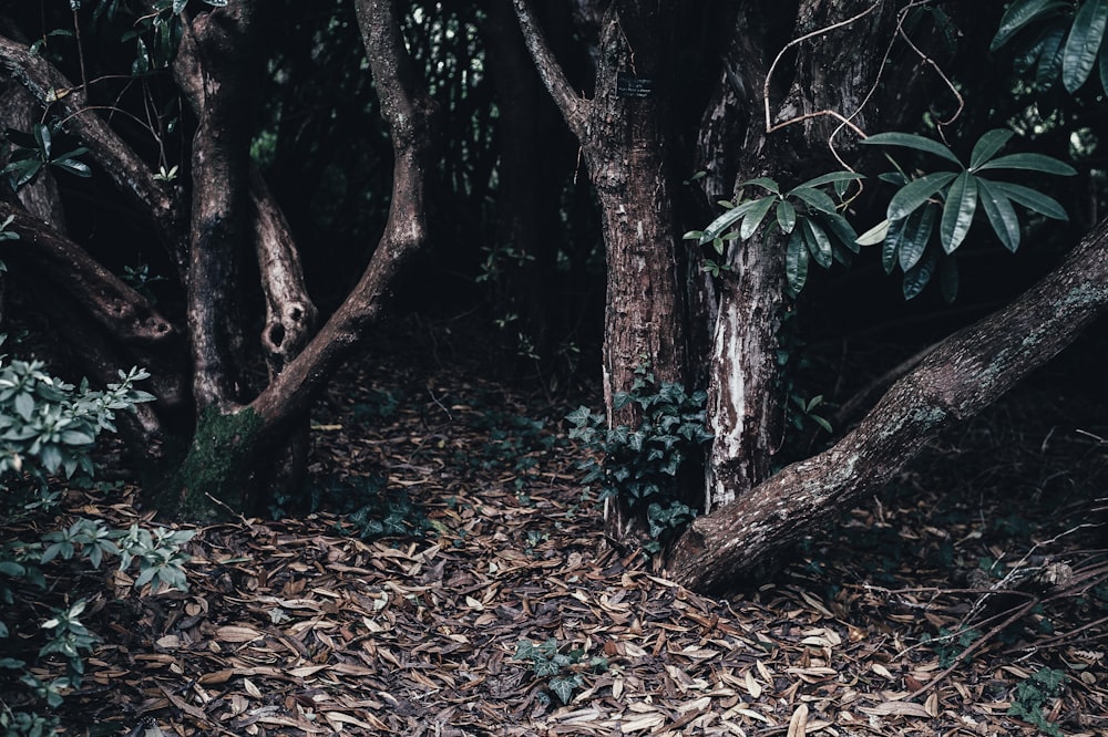 green leafed trees