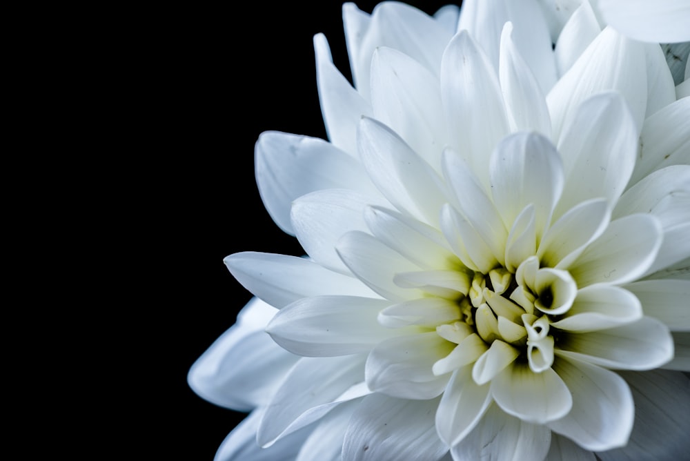 white-petaled flower