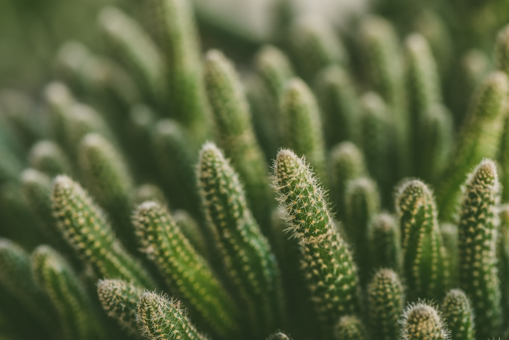 Selektive Fokusfotografie der grünen Kaktuspflanze