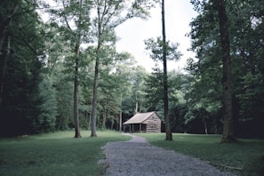A rustic wooden cabin is nestled within a forest clearing. Tall trees surround the area, providing a lush green canopy. A gravel path leads up to the cabin, cutting through the grassy terrain. The atmosphere is serene and untouched by modernity.
