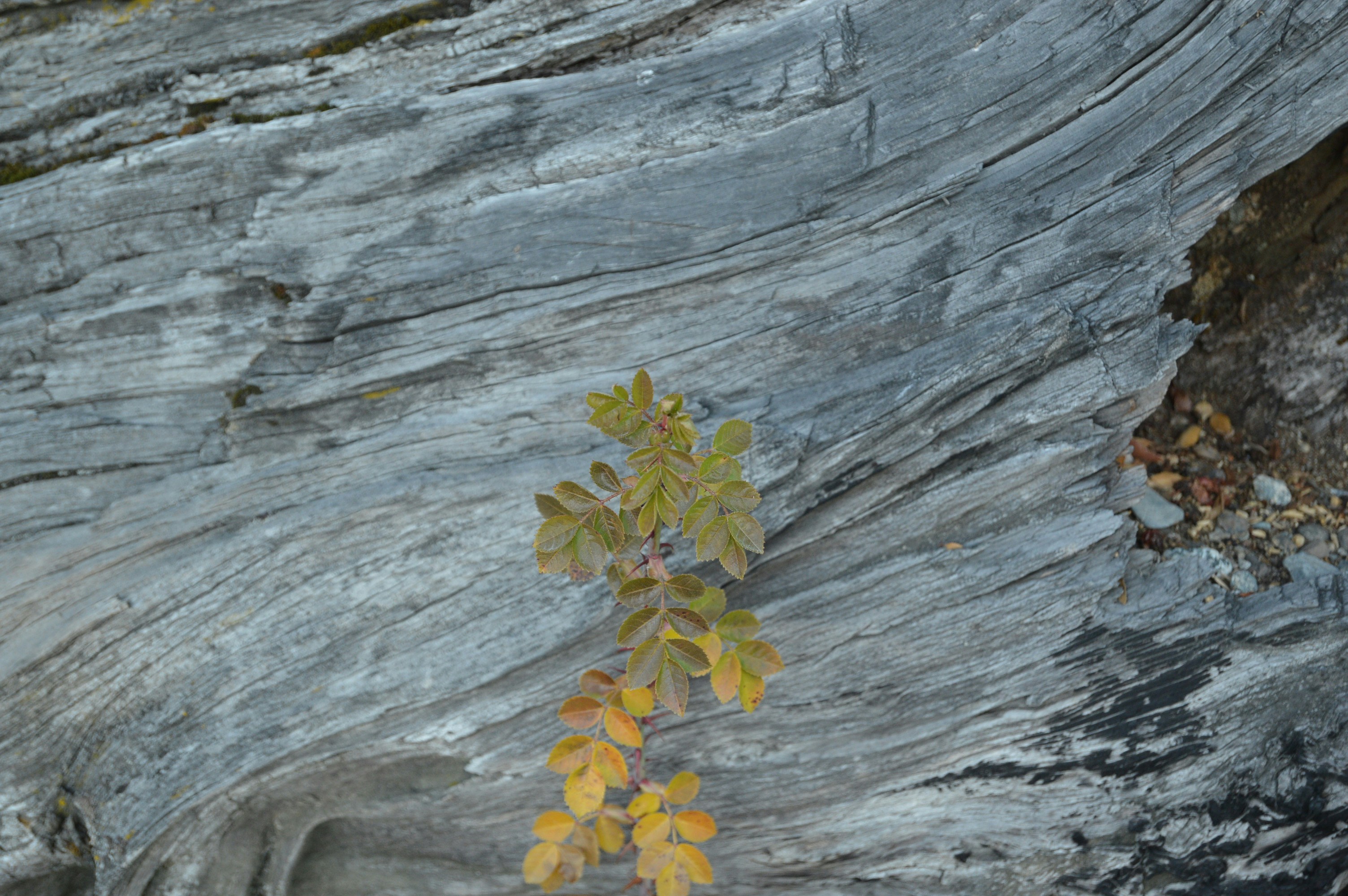 Free Unsplash photo from Claudia Comaru