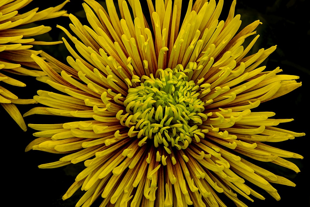 Foto de enfoque de flor de racimo amarilla