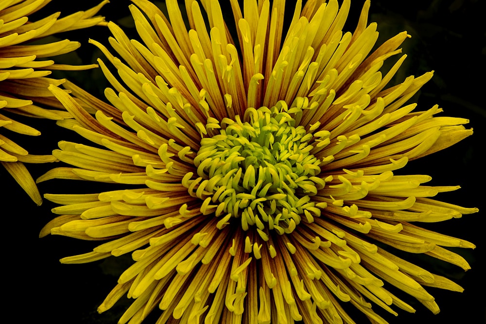 focus photo of yellow cluster flower