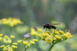 A close-up view of a black fly perched atop small yellow flowers set against a blurred green background. The fly has a distinct, segmented body with translucent wings and prominent reddish-brown eyes.