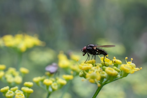 A close-up view of a black fly perched atop small yellow flowers set against a blurred green background. The fly has a distinct, segmented body with translucent wings and prominent reddish-brown eyes.