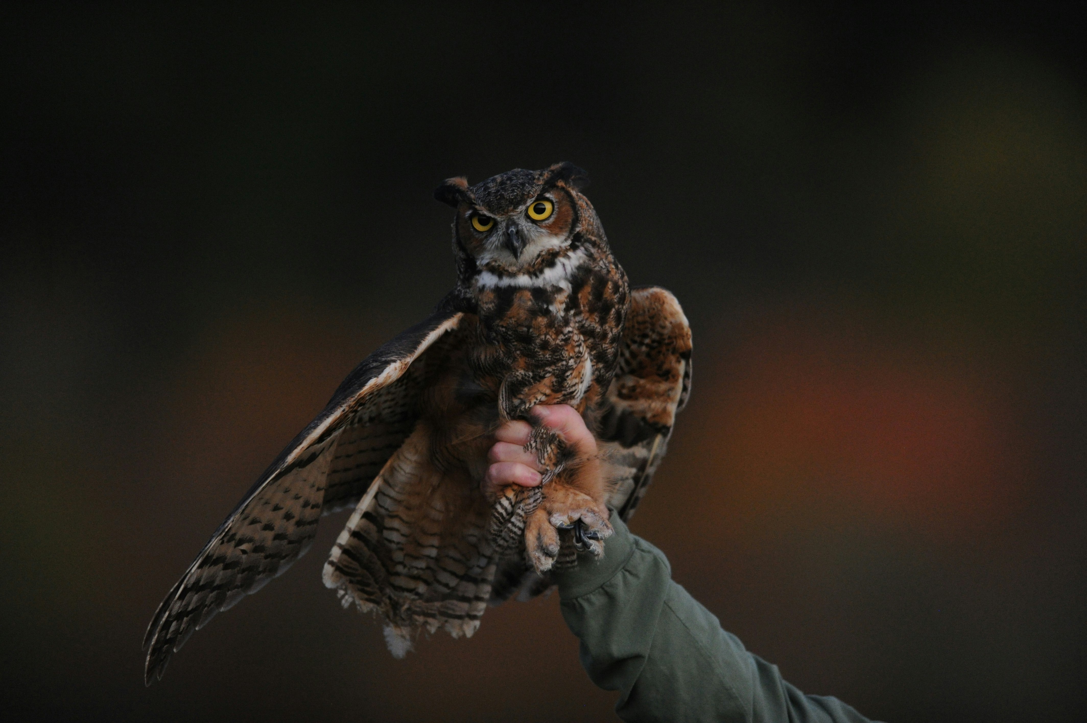 Image of an owl who appears caught by a human hand.