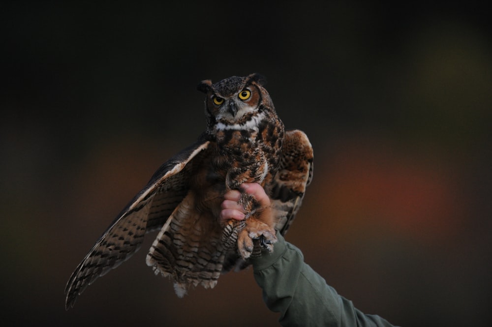 person holding brown owl