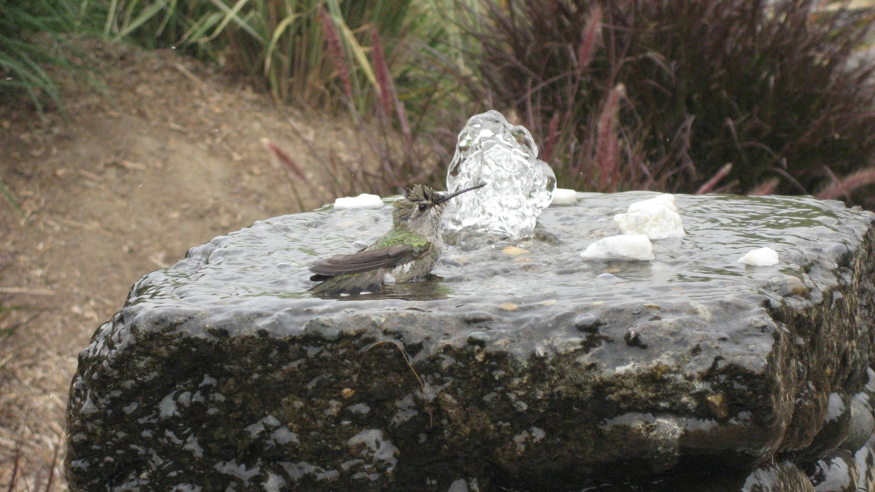 Free Unsplash photo from gloria belmontes