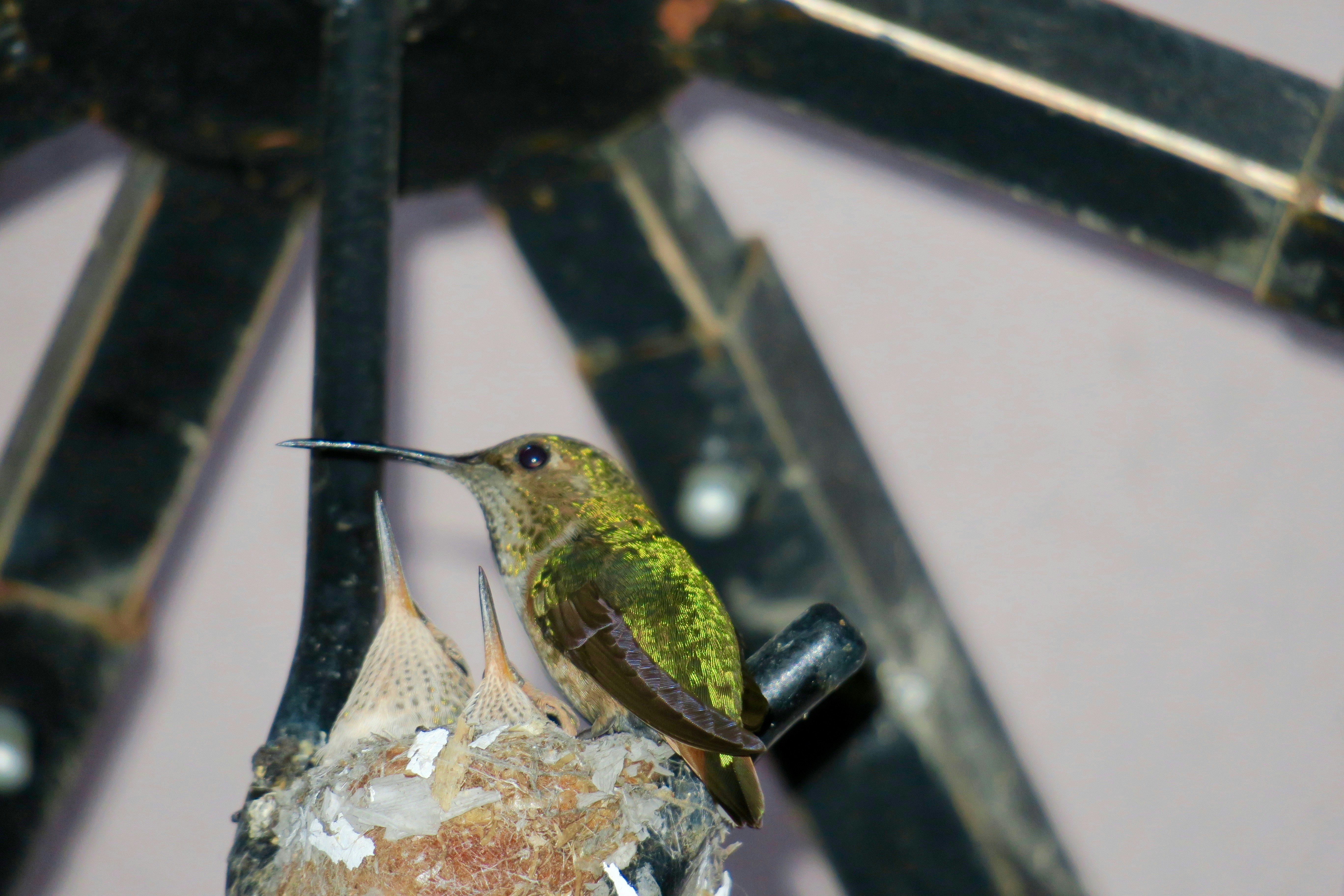 Free Unsplash photo from gloria belmontes