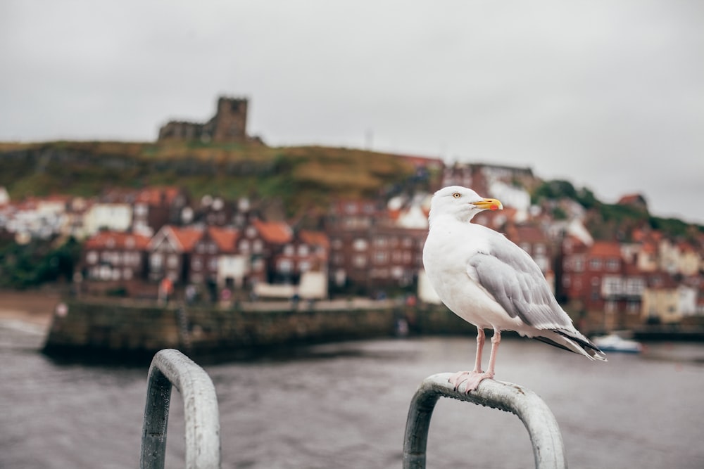 Möwe steht auf grauer Stahlstange