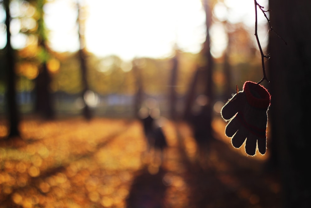 tilt shift lens photography of glove hanging on tree branch