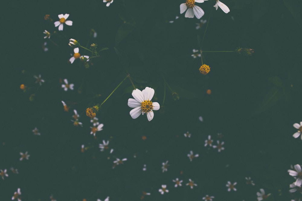 close shot de flores brancas e amarelas