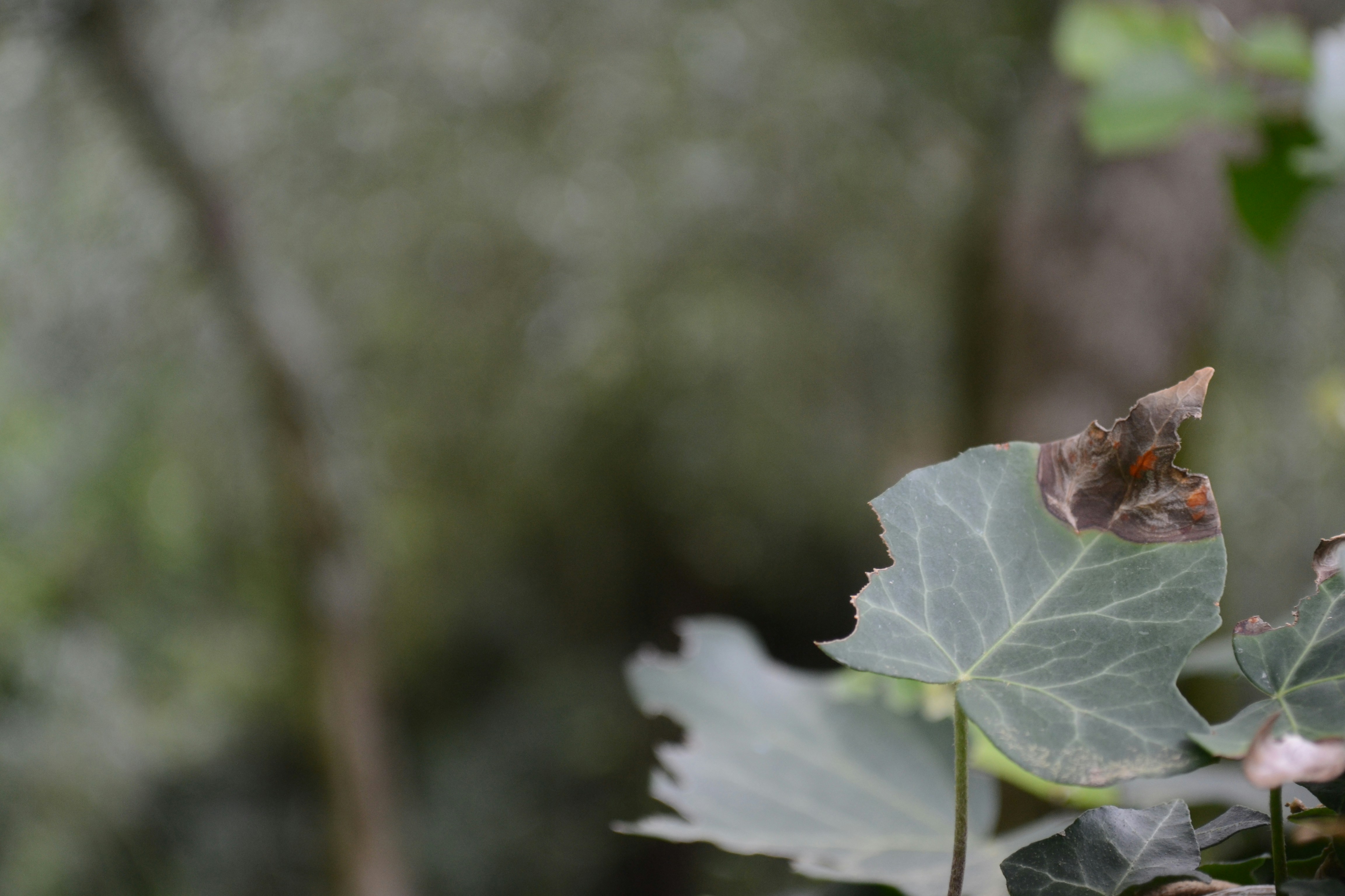 Free Unsplash photo from Joachim Bertelsen