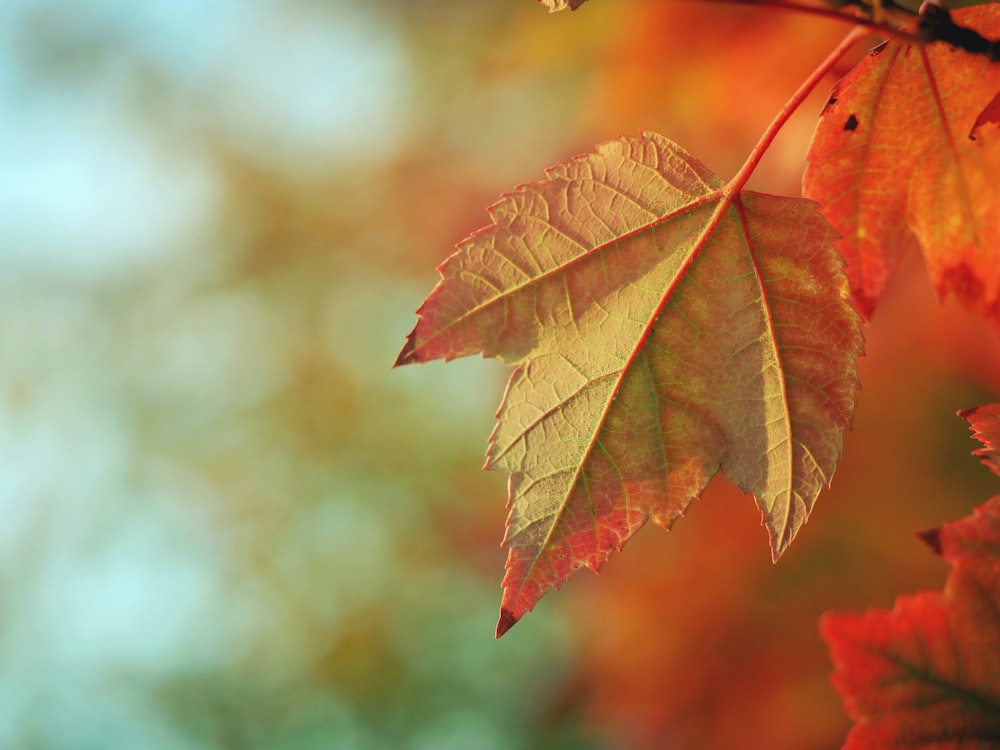 bokeh lights photography of brown maple leaf