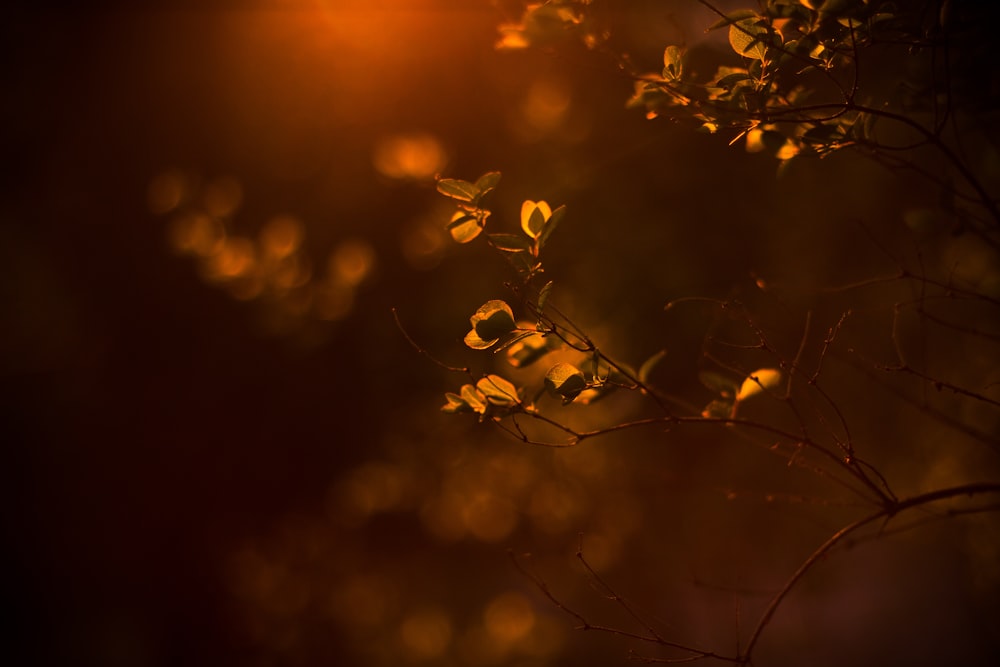 tilt shift lens photography of brown plant