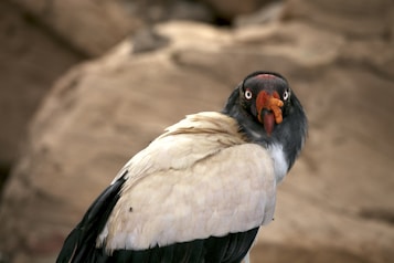 A bird with white, black, and grey feathers is prominently featured in the image. The bird has a distinct red and yellow beak, and its head is darker in color, almost black. The background consists of blurred, natural rocky formations.