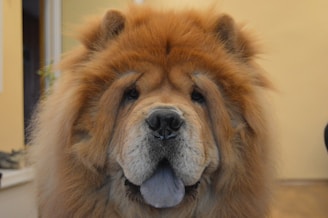 A fluffy dog with a thick reddish-brown coat and a distinctive blue-black tongue gazes directly at the viewer. The dog's face is framed by a luxurious mane of fur, giving an impression of a lion-like appearance.
