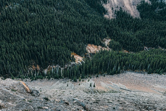 pine trees on mountain during daytime in Jasper National Park Of Canada Canada