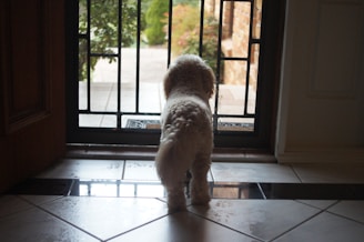 A small fluffy dog stands inside by a metal gate, looking out onto a patio. The tiles on the floor reflect light, and outside, there is greenery and part of a red brick wall visible.