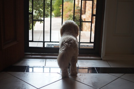 A small fluffy dog stands inside by a metal gate, looking out onto a patio. The tiles on the floor reflect light, and outside, there is greenery and part of a red brick wall visible.
