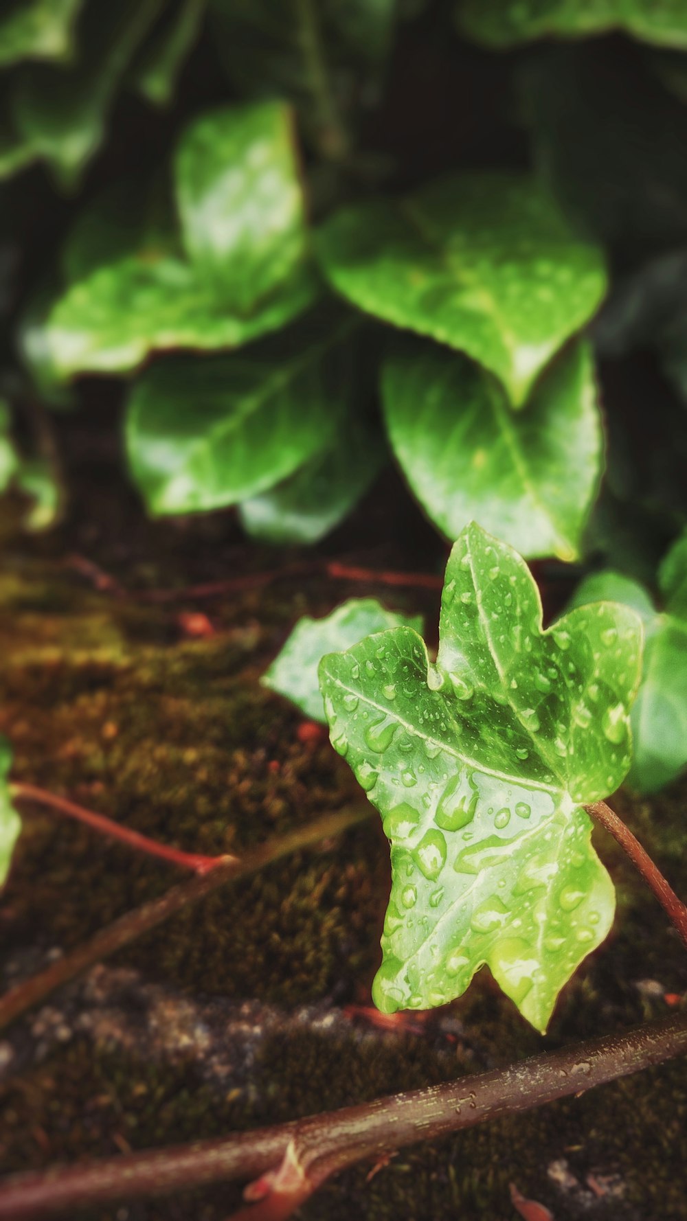 Wet green leaves.