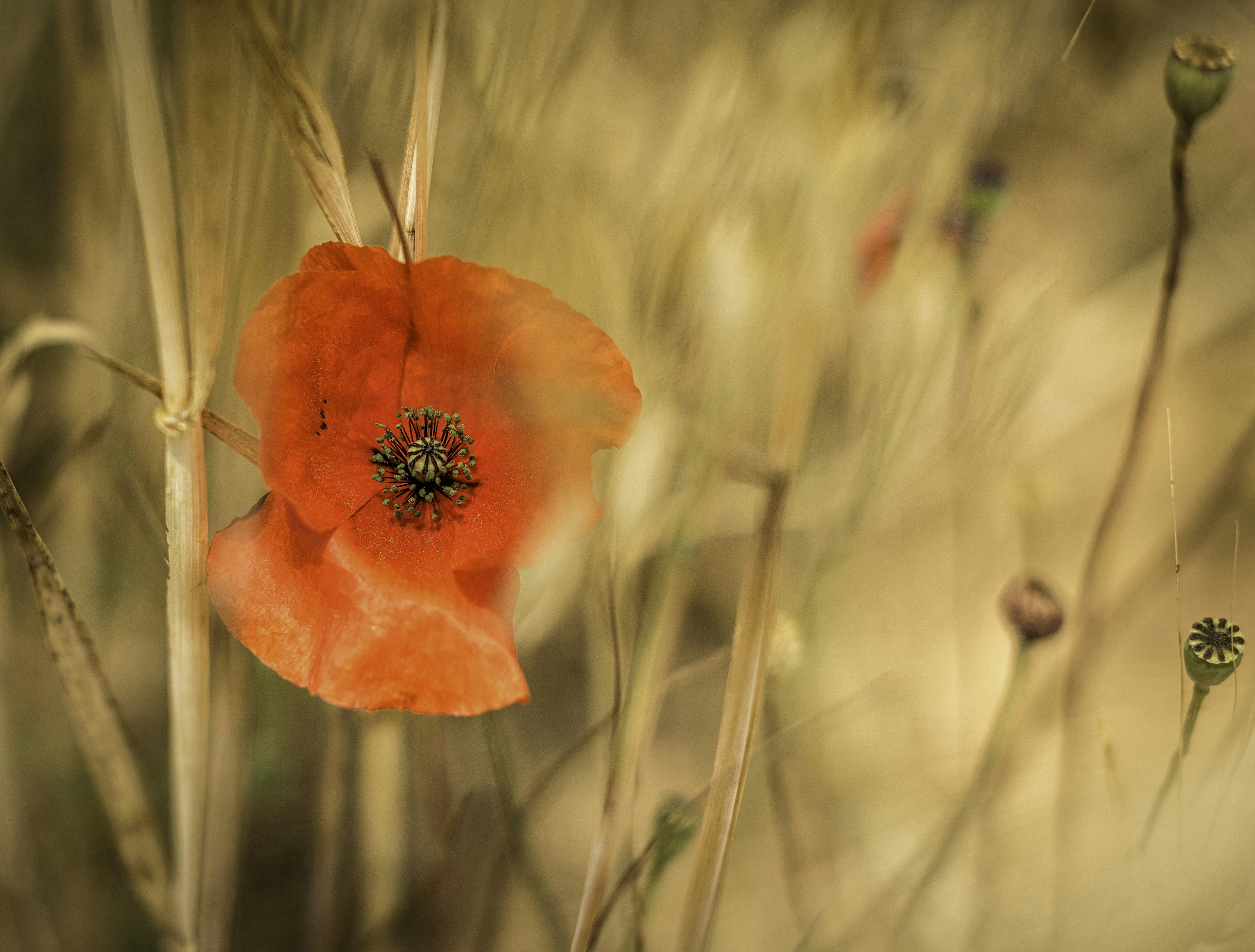 Free Unsplash photo from Clemente Ruiz Abenza