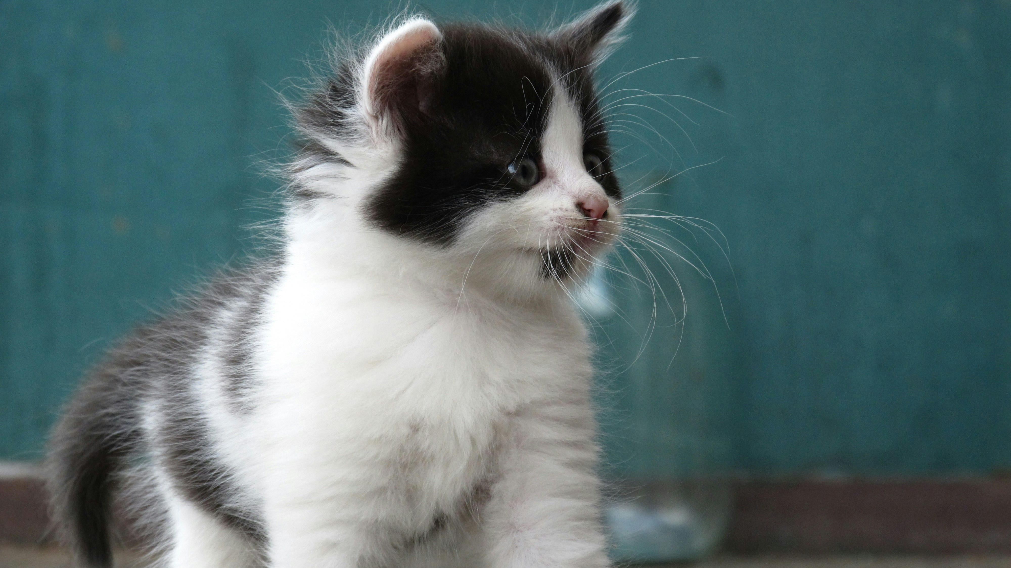 Free Unsplash photo from chkyc