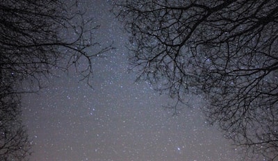 Starry night sky framed by silhouetted tree branches.