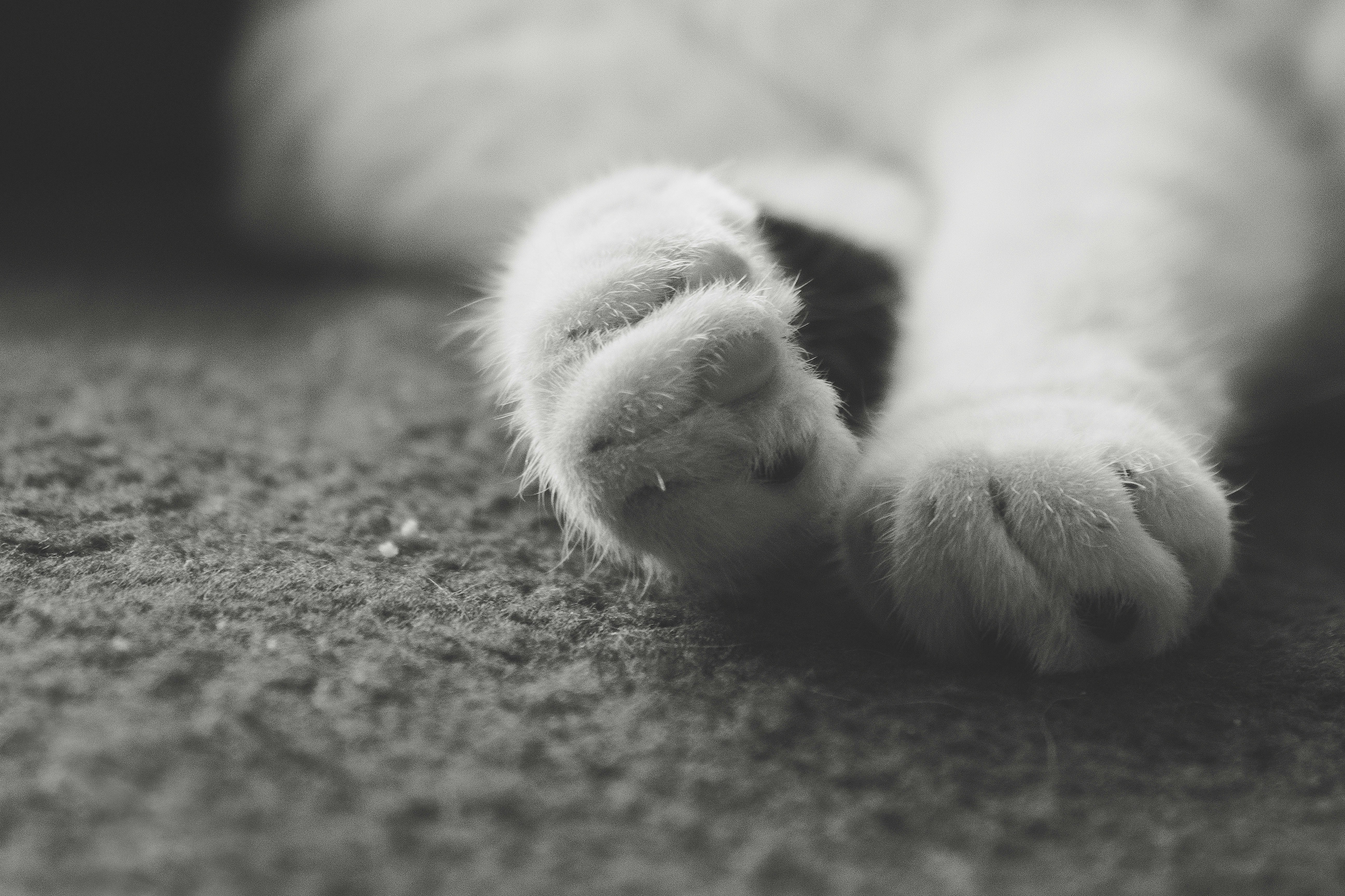 Free Unsplash photo from Zelda Prozek