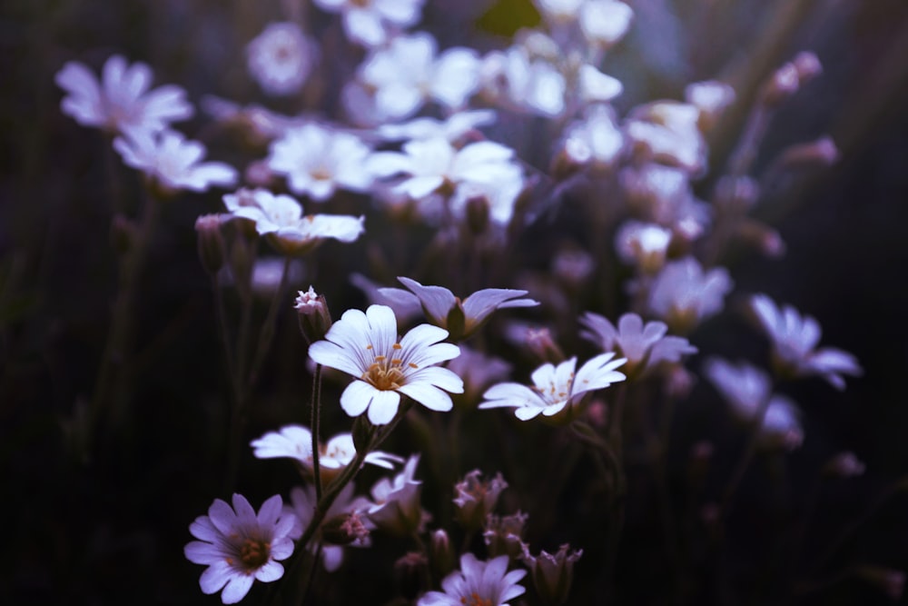 selective focus of purple petaled flower