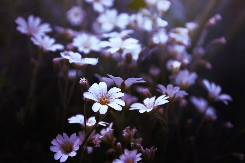 foyer sélectif de la fleur à pétales violets