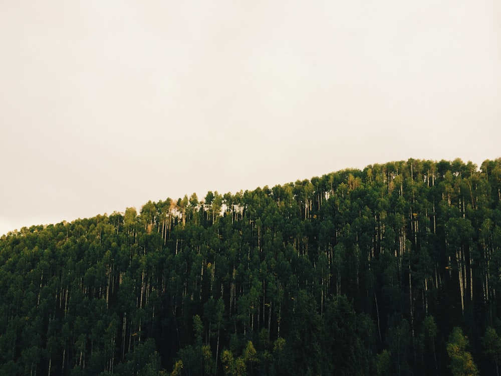 green trees under white sky