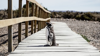 penguin standing on brown wooden pathway near green leaf trees during daytime