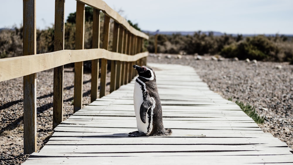 penguin standing on brown wooden pathway near green leaf trees during daytime