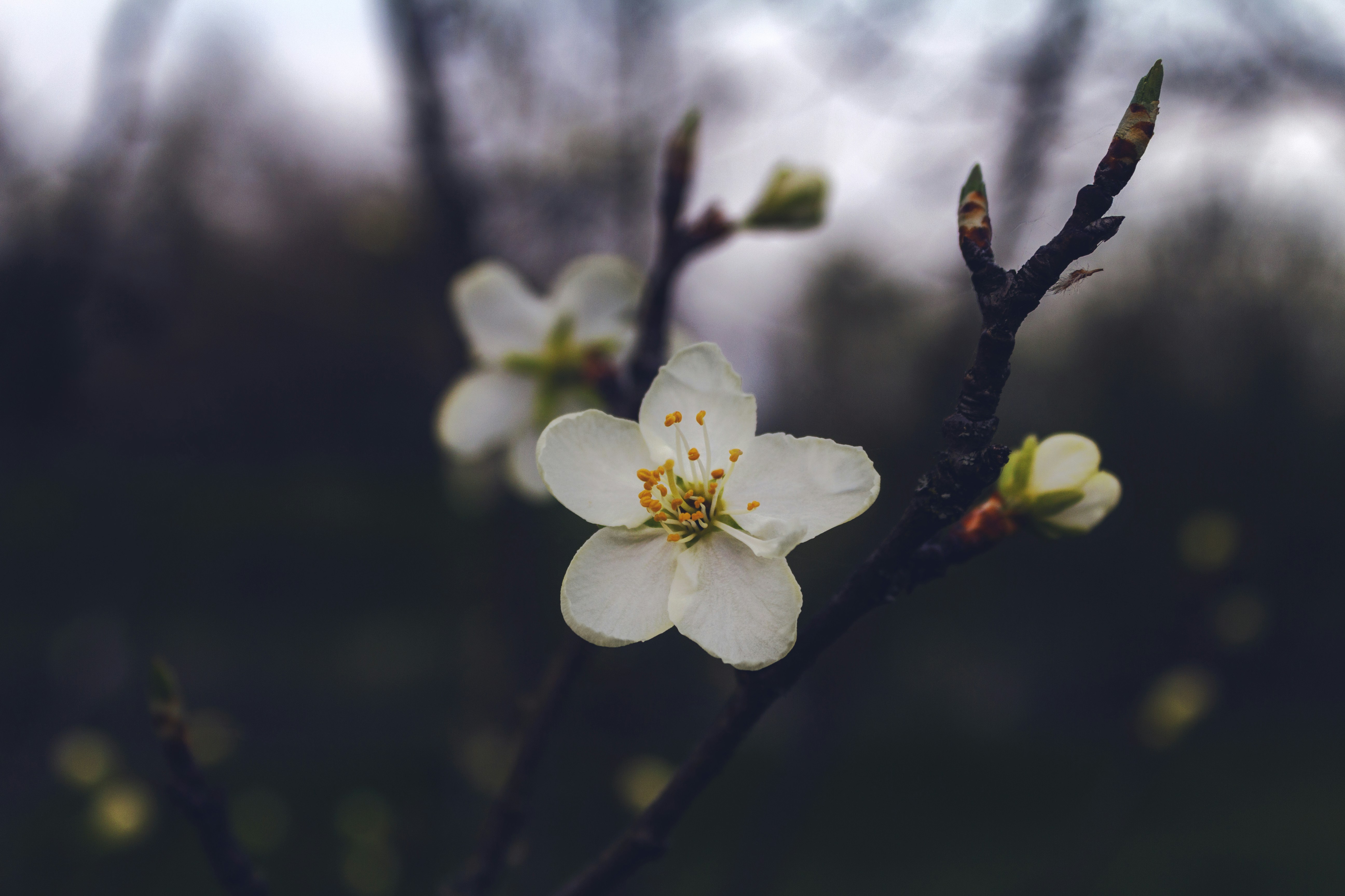 Free Unsplash photo from Zelda Prozek