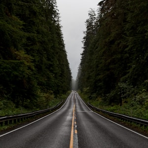 gray road between green trees