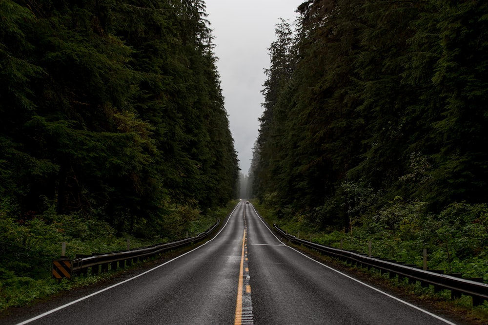 gray road between green trees