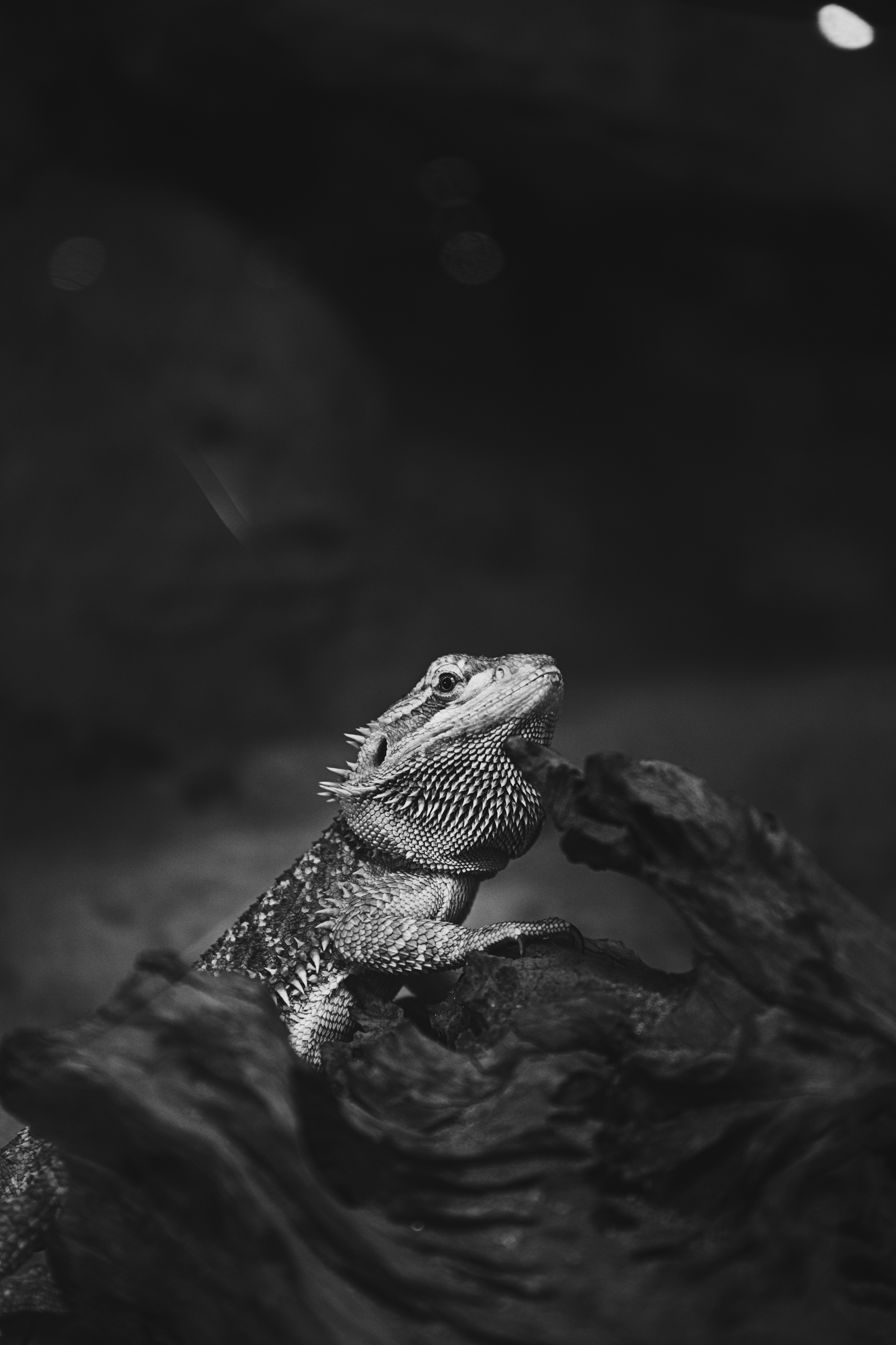 grayscale photography of bearded dragon