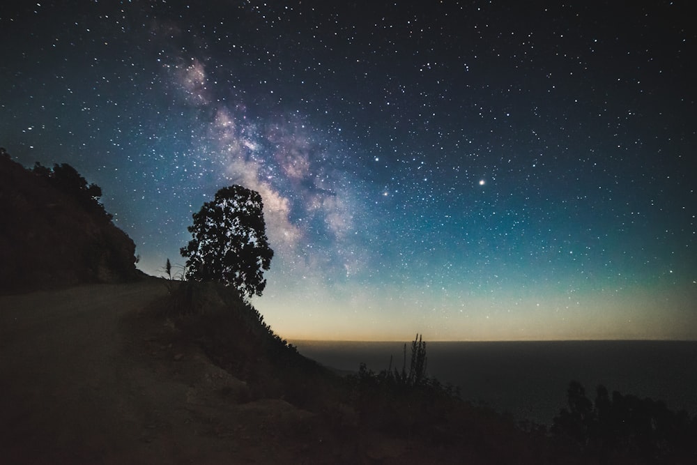 tree near cliff under starry night