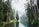 body of water surrounded by pine trees during daytime