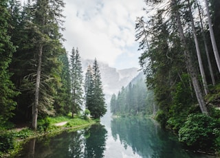 body of water surrounded by pine trees during daytime