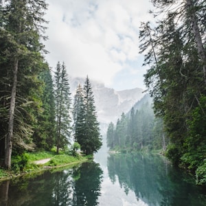 body of water surrounded by pine trees during daytime