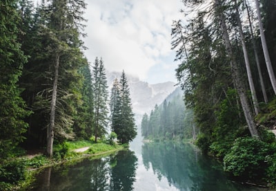 body of water surrounded by pine trees during daytime forest google meet background