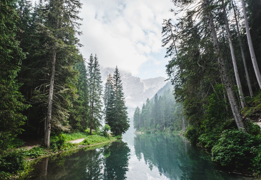 body of water surrounded by pine trees during daytime